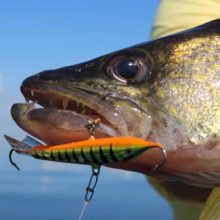 Best Walleye Lures to Have in Your Tackle Box - Lake Ontario Outdoors
