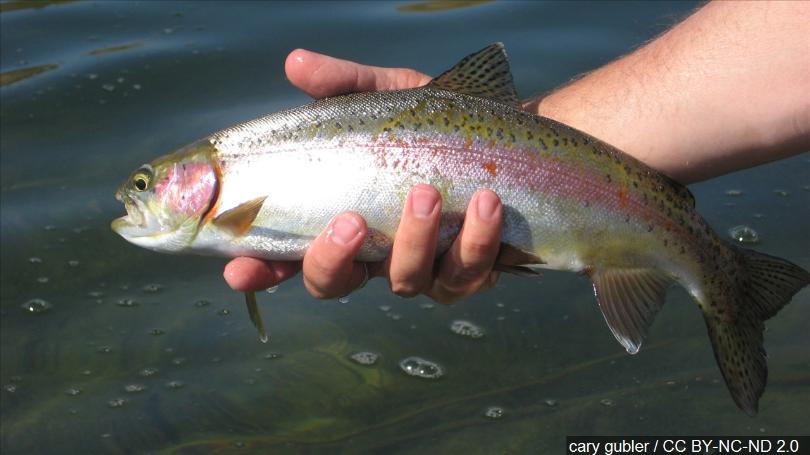 best bait for trout