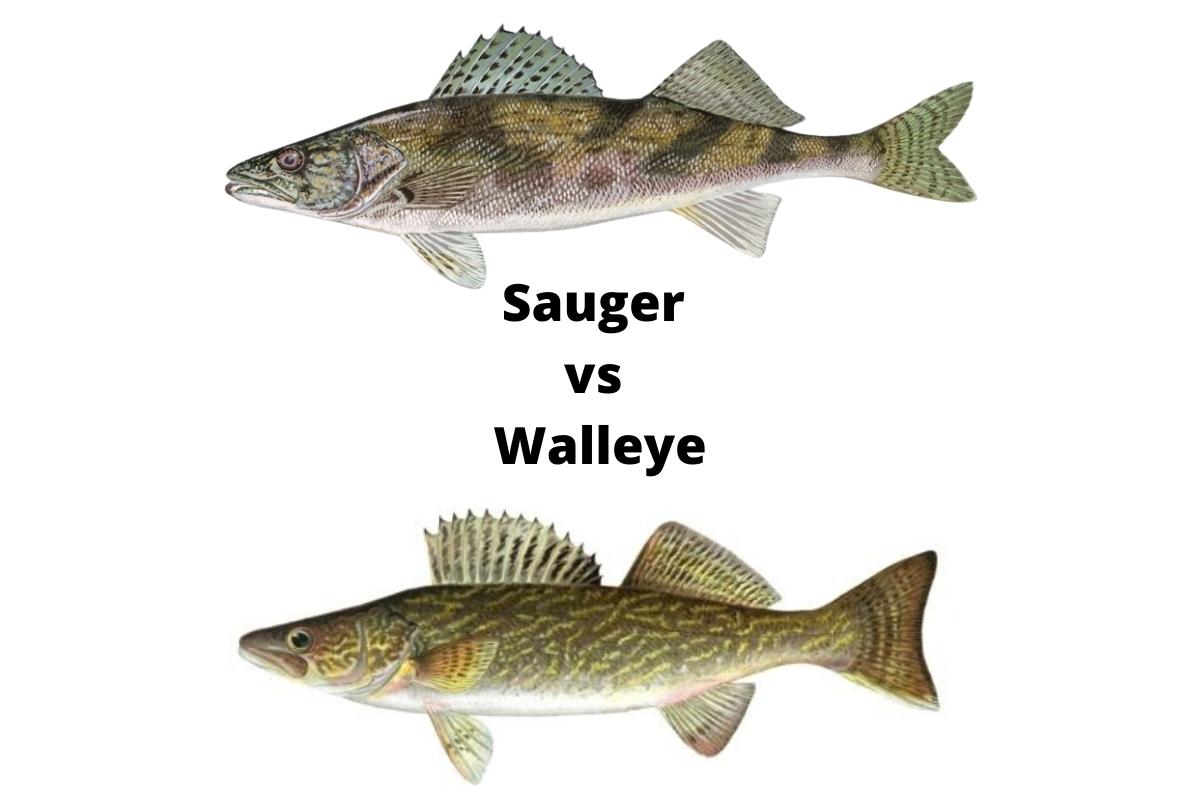 Sauger vs Walleye What’s the Difference? Lake Ontario Outdoors